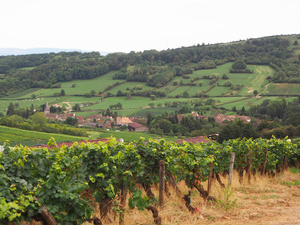Bourgogne 2015 - un grand cru