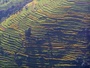 <strong>Lire la suite</strong><br>La zone des rizières en Himalaya La zone des rizières en Himalaya