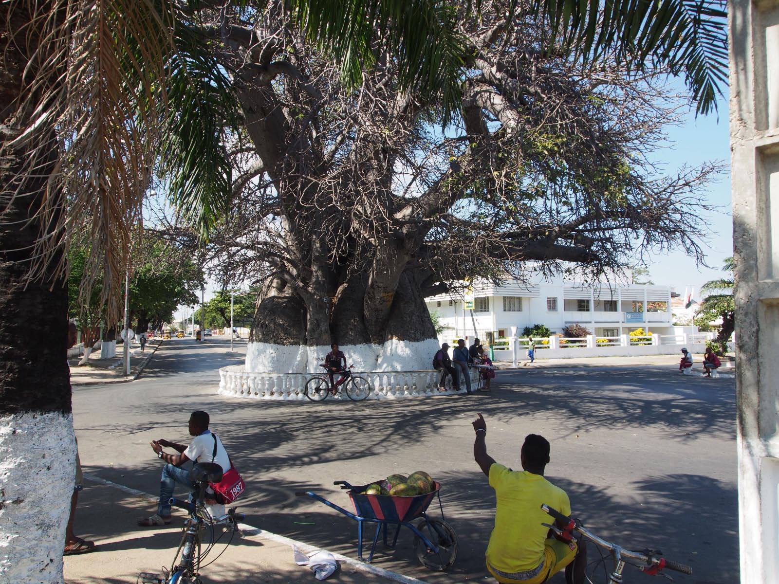 Baobab de Majunga