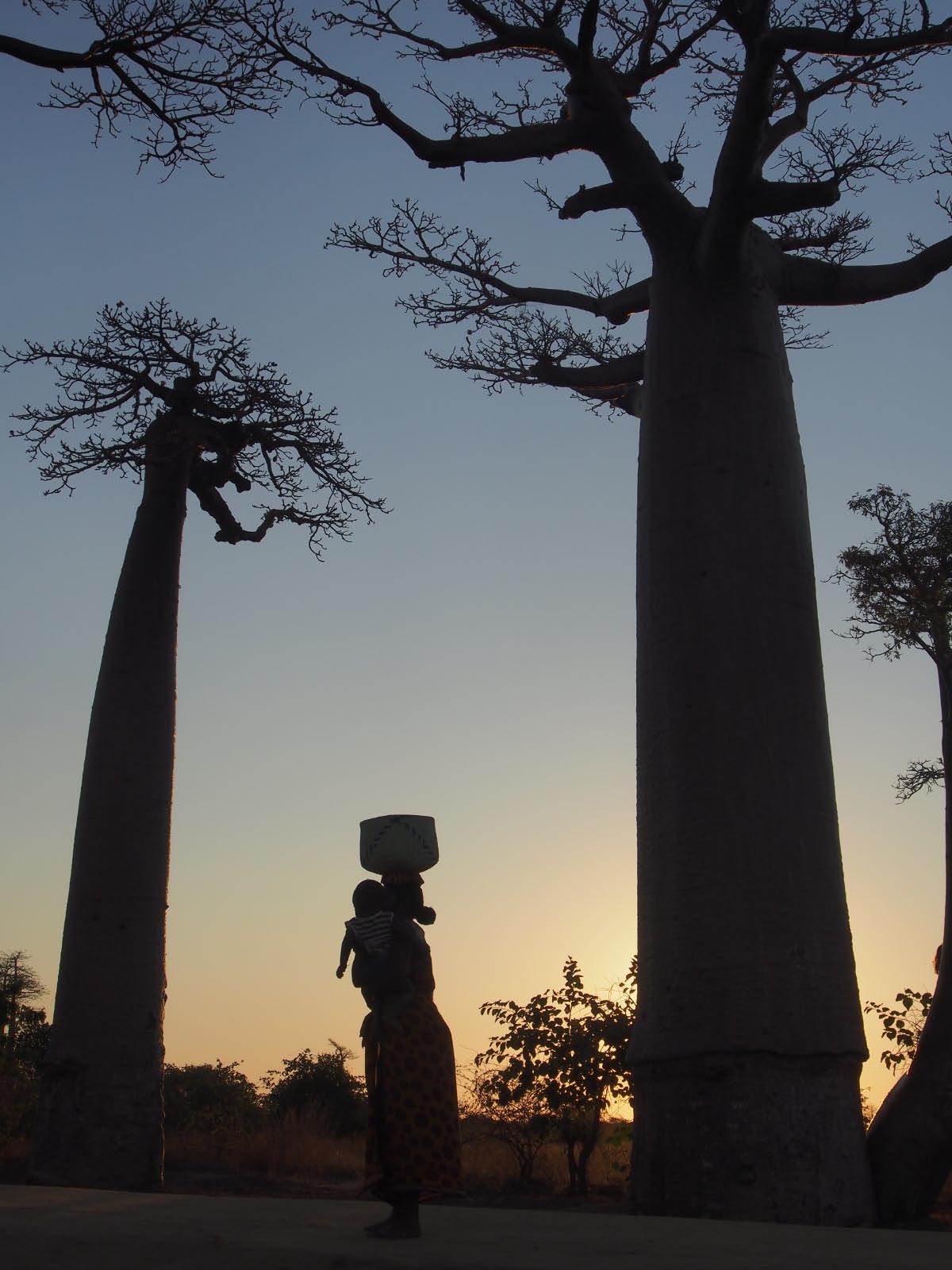 Baobabs emblématique de la grande île