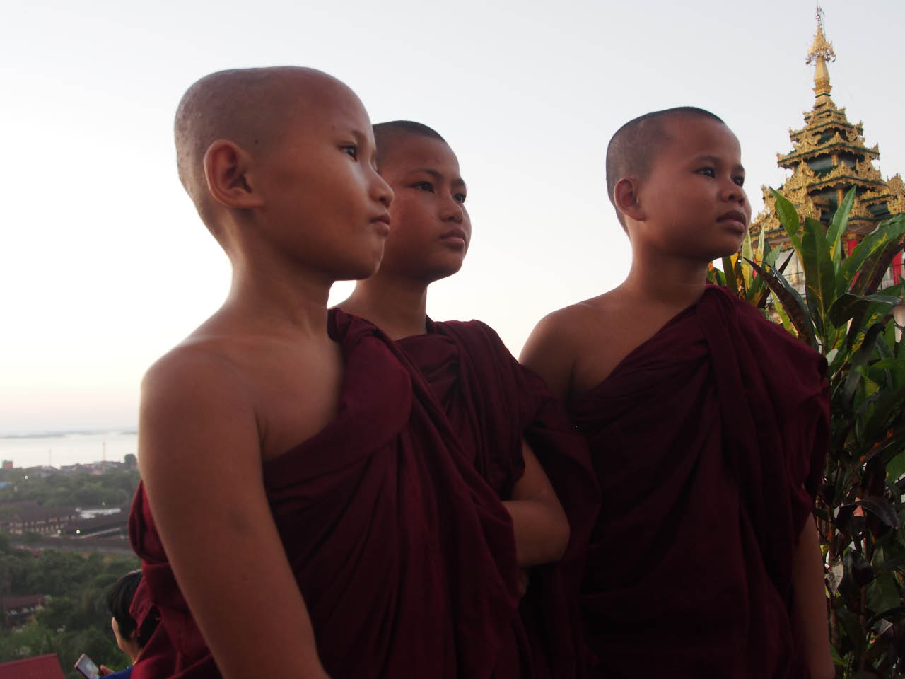 jeunes moines Birmans