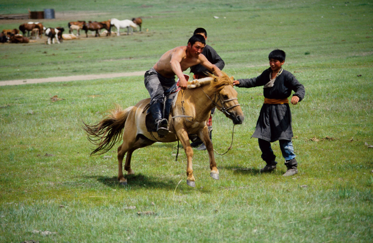 Mongolie: débourrage des chevaux