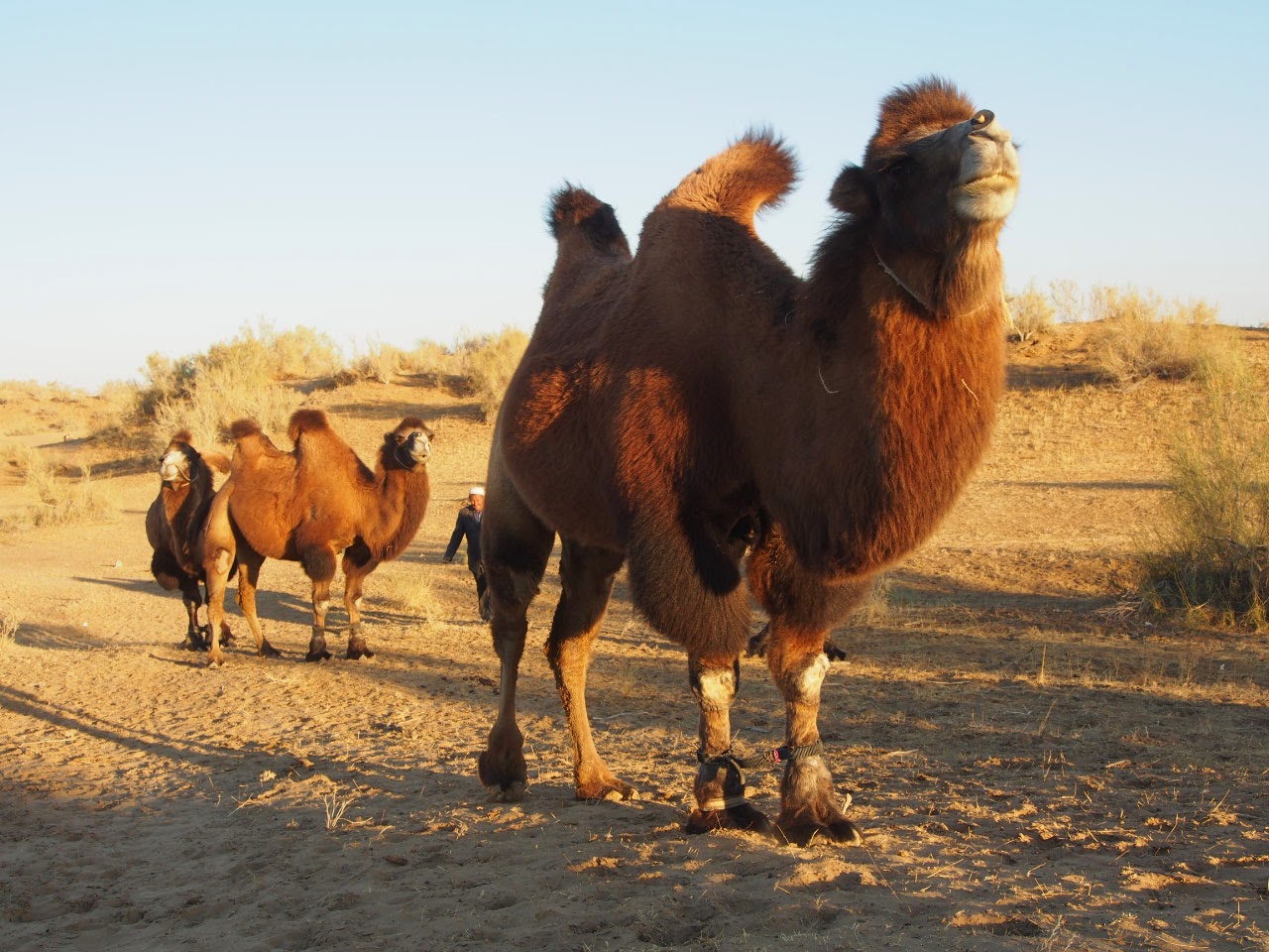 ouzbekistan - chameaux de Bactriane