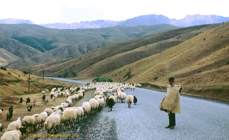 turquie kurdistan: berger