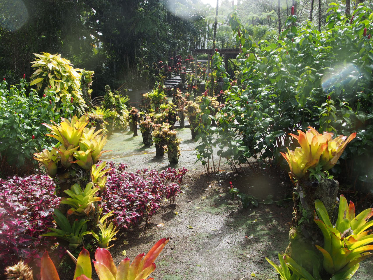 Martinique: jardin de Balata