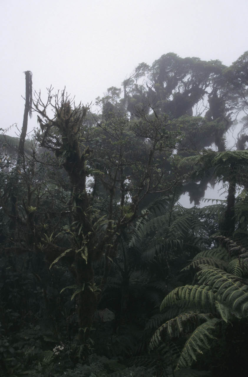 végétation exubérante sur les flancs du volcan de Saba