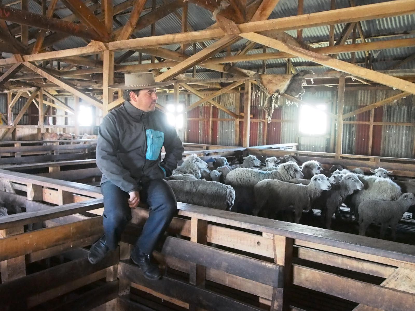 patagonie - pres pour la tonte des moutons