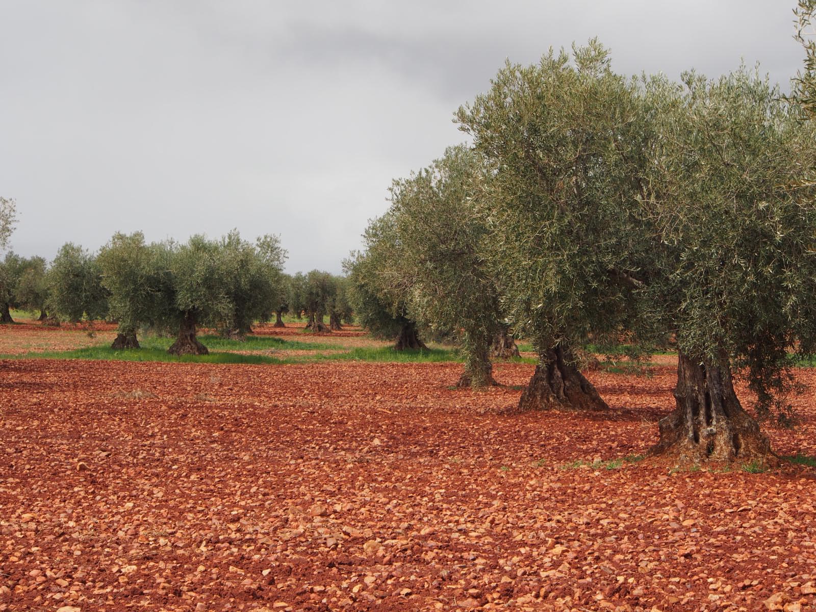 castille - oliviers centenaires