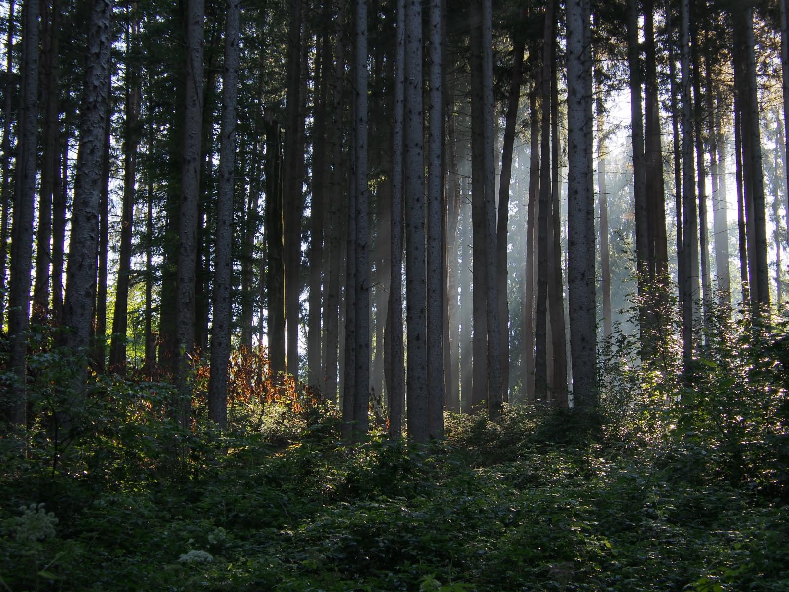 Foret Noire Foret Noire- Wasserburg