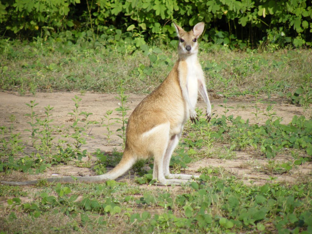 Attention aux kangourou, comme partout en Australie