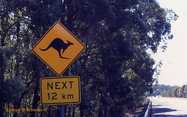 les kangourous ne sont pas un mythe en Australie