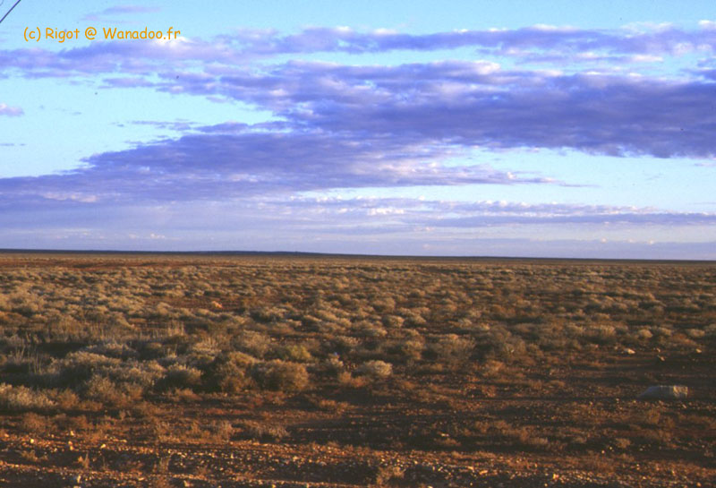 paysage typique de l'outback