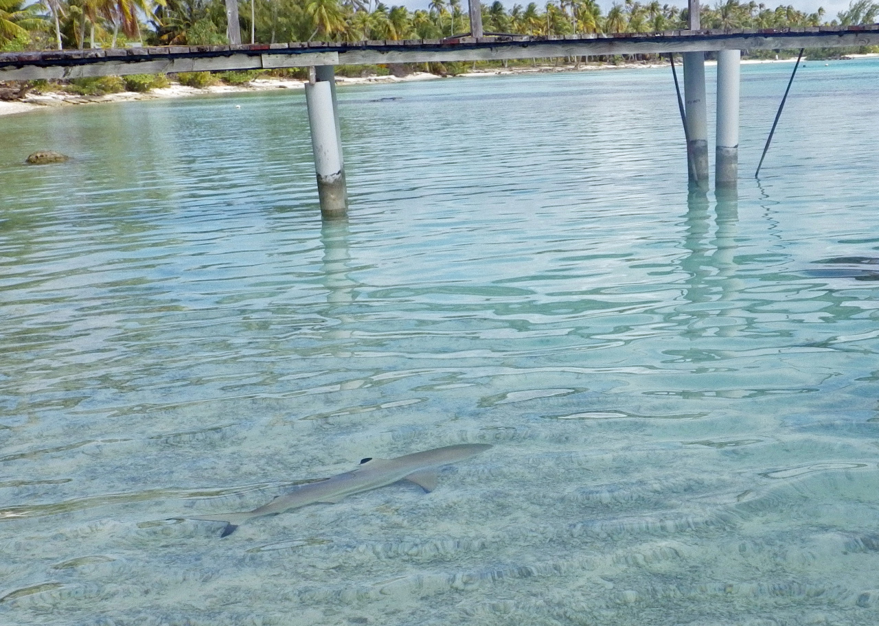 petits requin dans un lagon des Tuamotu