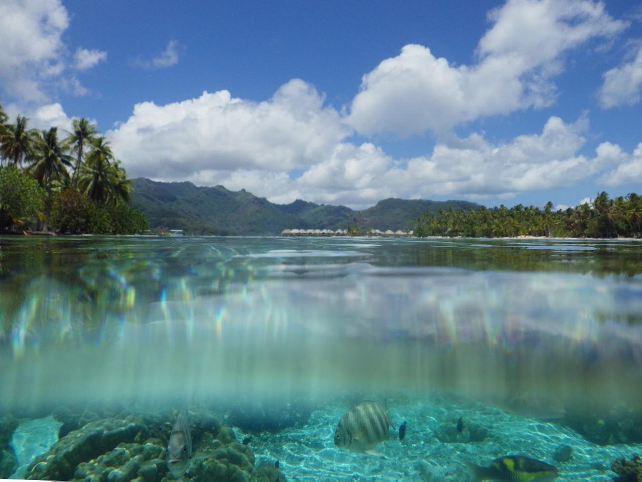 Taha'a - jardin de corail de TauTau