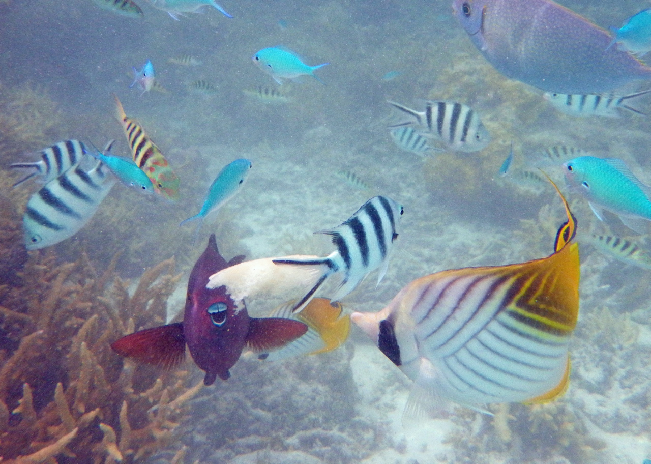 poissons des Tuamotu