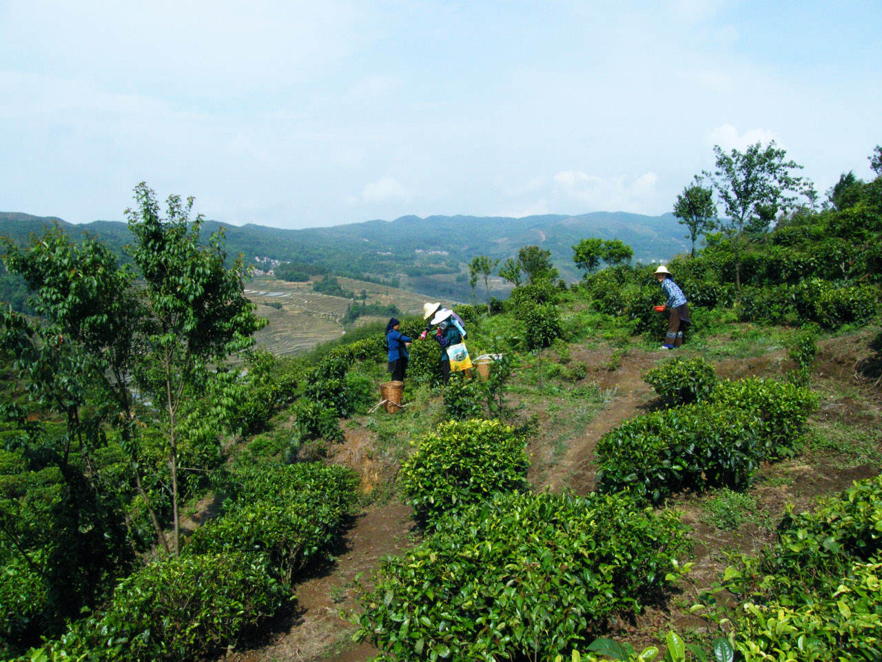 La culture du thé est originaire du Yunnan