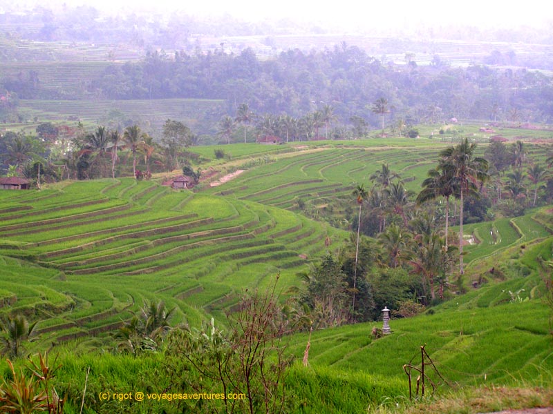 trois récoltes par an sont possibles a Bali