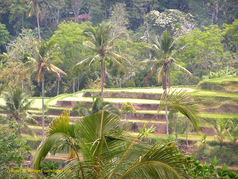 Les flans des volcans de Bali sont particulièrement fertile
