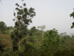 L’Afrique Ouest atlantique forestière