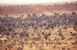 Espace Sub-sahélien (Sud Sahel) Espace Sub-sahélien (Sud Sahel)