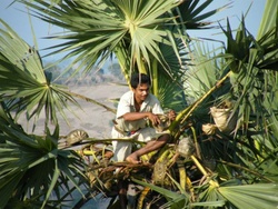 <strong>Lire la suite</strong><br>Le sucre du palmier Lontar Le sucre du palmier Lontar