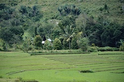 L'Ile de Sumatra