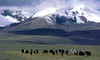 Habitants du plateau tibétain