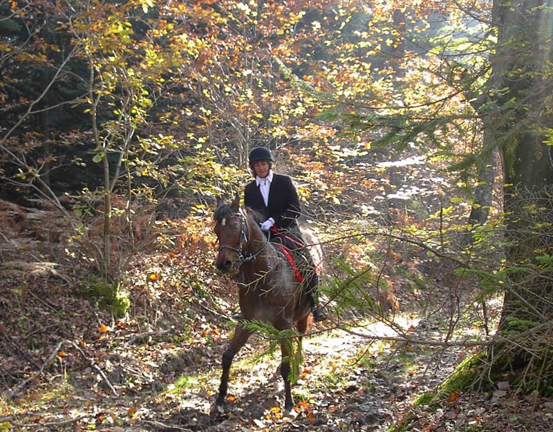 Chasse a cour - descendante des traditions chevaleresques Chasse a cour - descendante des traditions chevaleresques